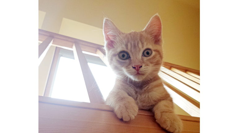 Kitten