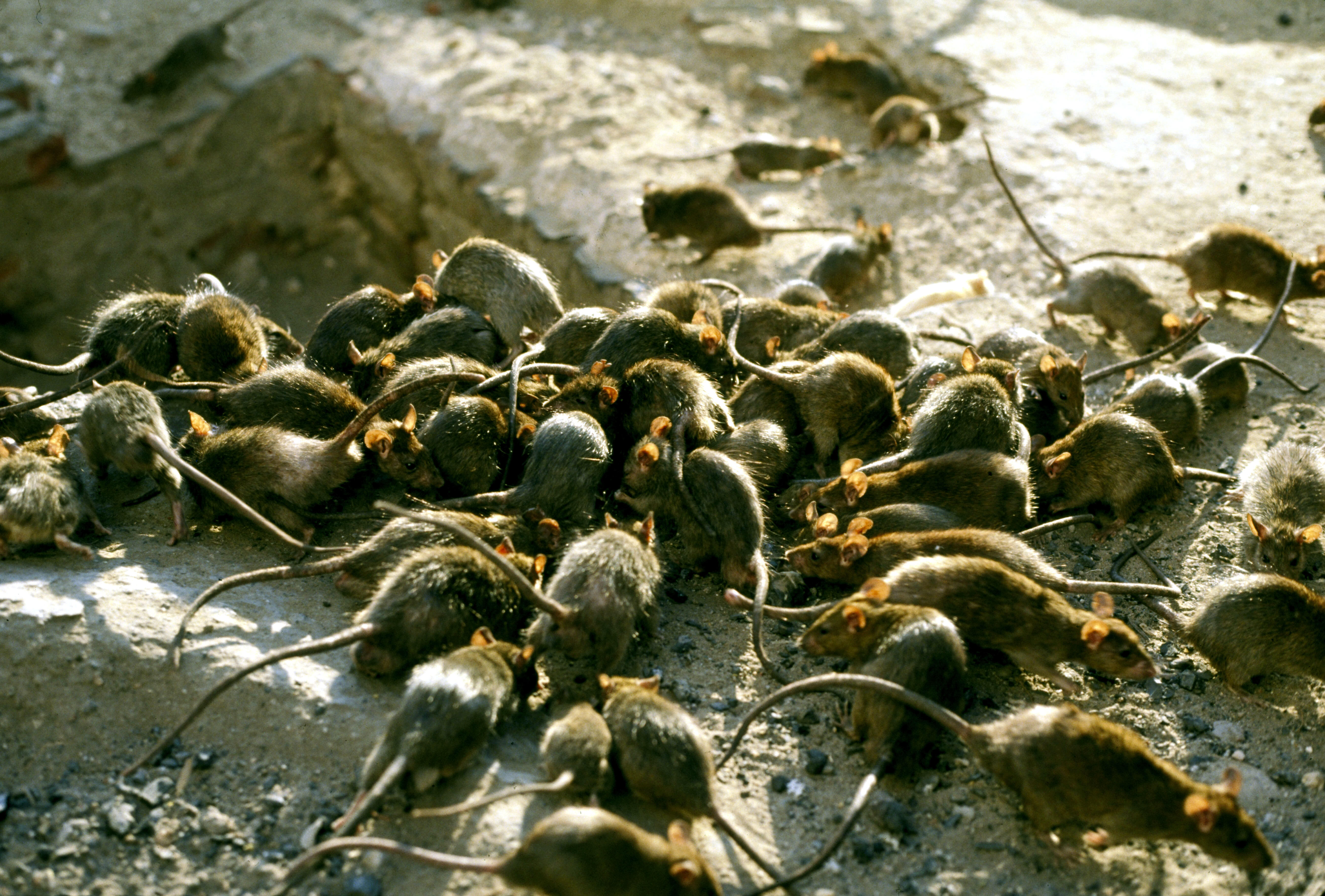 Neighborhood Deals With Infestation Of Rats From Home Of Deceased   60621fc6110146f1149afc3a