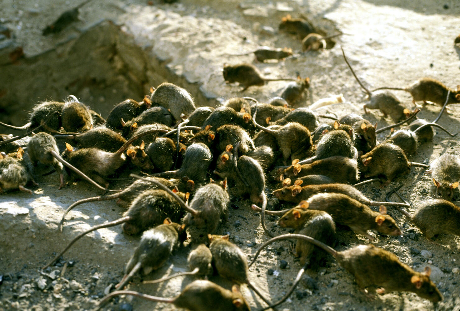 Neighborhood Deals With Infestation Of Rats From Home Of Deceased Hoarder Iheart 1558