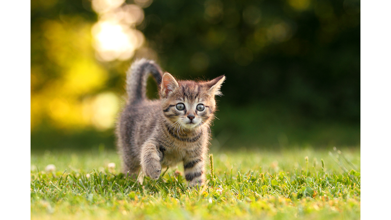 Cat sneaks to view