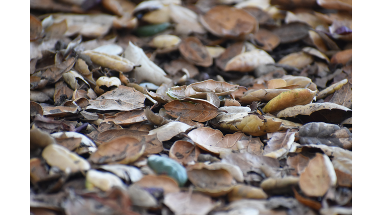 Coast Live Oak Leaves Creating New Soil During Fall Season Close Up High Quality