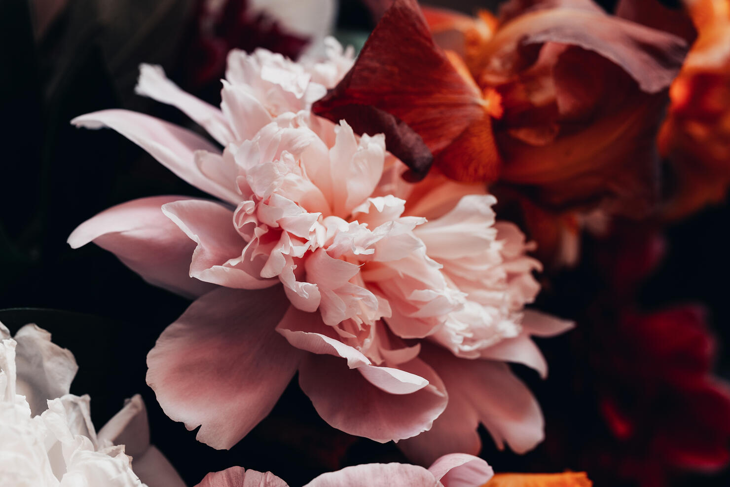 Closeup peony bouquet in vintage tone