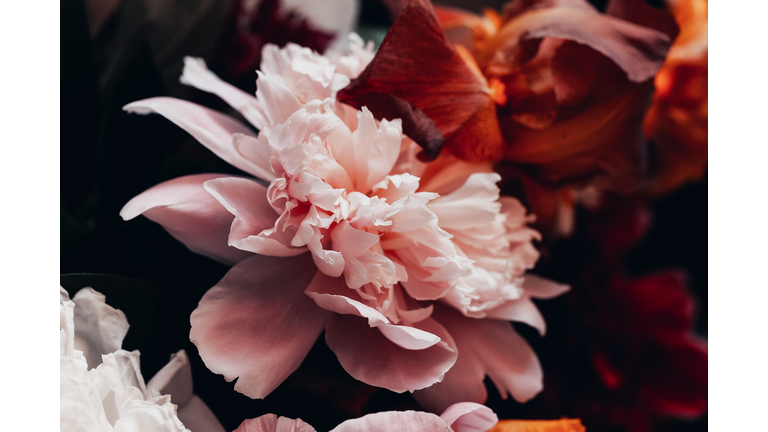 Closeup peony bouquet in vintage tone