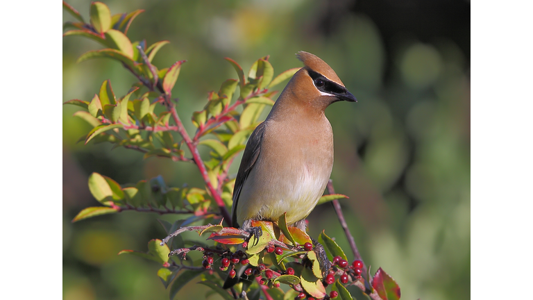 Cedar Waxwing