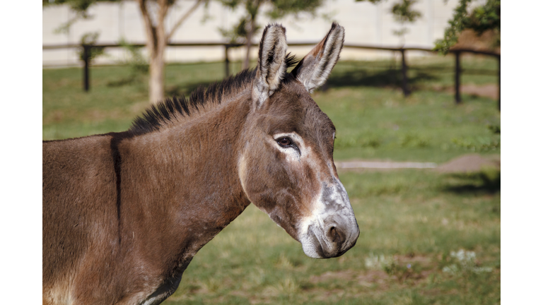 Donkey Portrait