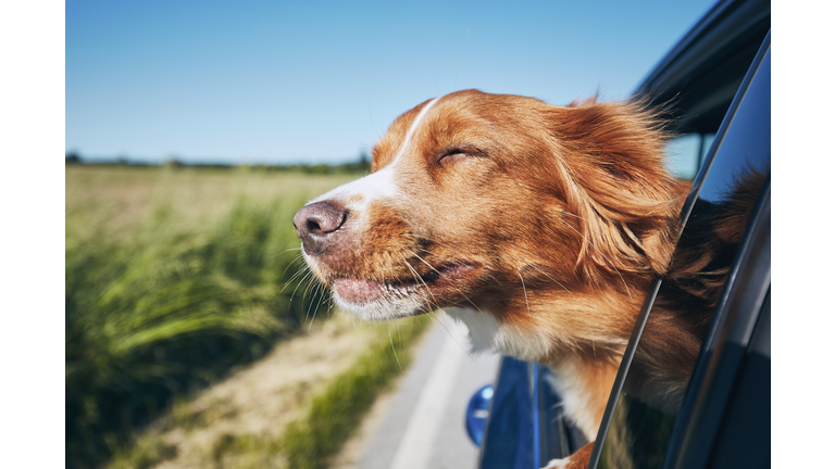 Dog travel by car