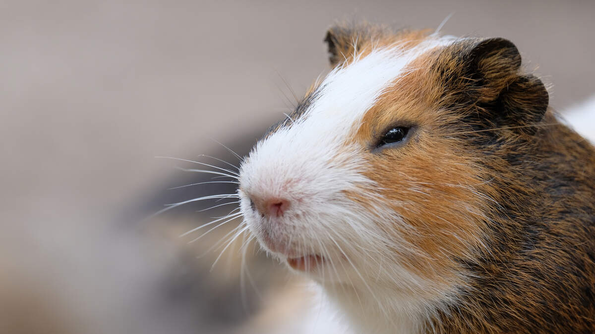 29 Guinea Pigs Found Dead Behind Tampa Walmart NewsRadio WFLA