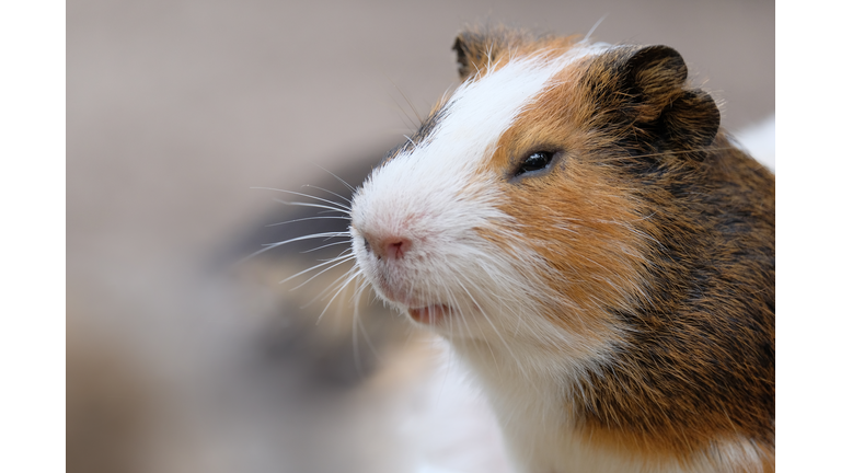 Close-Up Of Guinea Pig