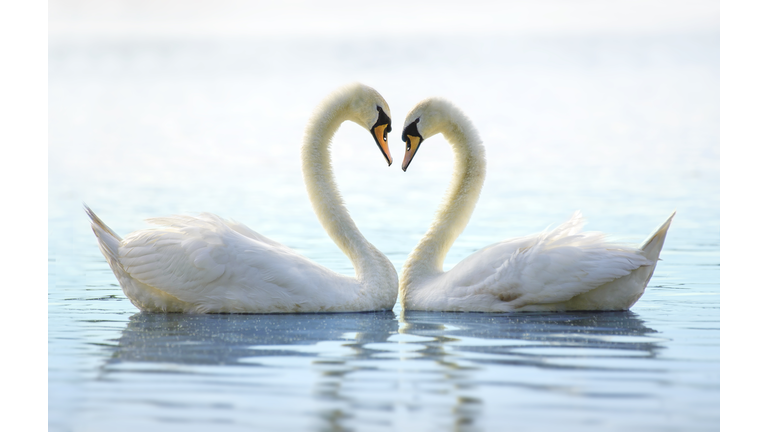 Two Romantic Swans Making a Heart at Babylon Long Island