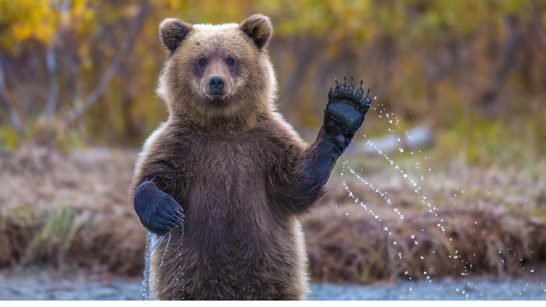 The brown bear welcomes, waves a paw