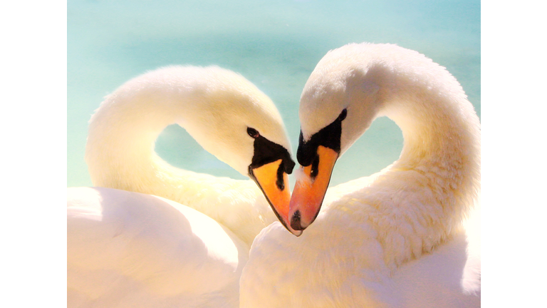 Heart-shaped swans