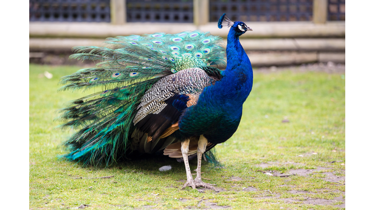 Peacock On Field