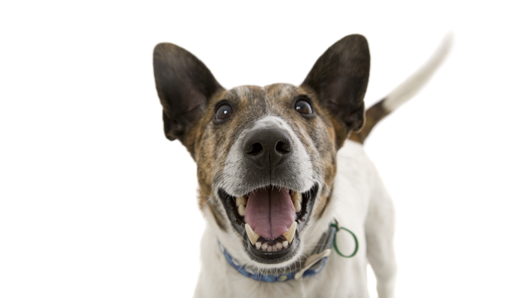 Happy Dog Smiling Isolated