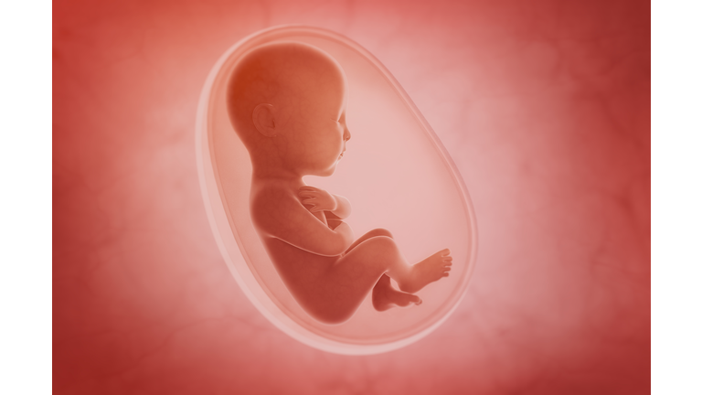 fetus inside the womb