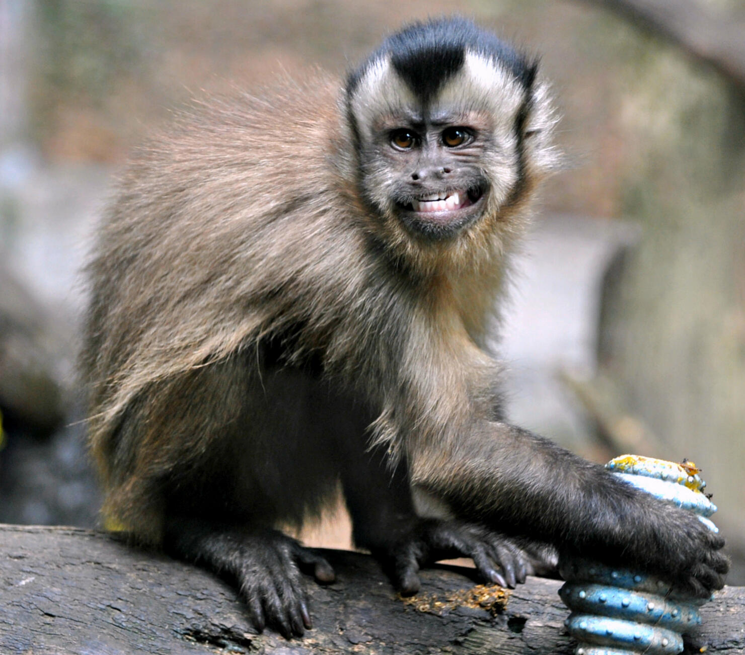 Brown capuchin monkey