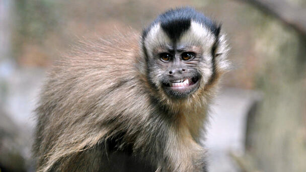 Monkey Calls 911 From California Zoo