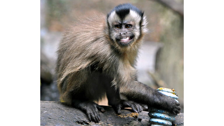 Brown capuchin monkey