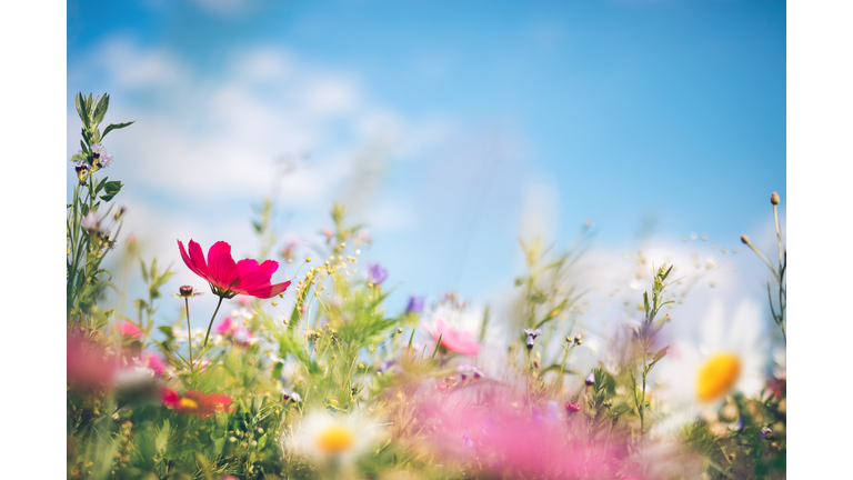 Spring Meadow