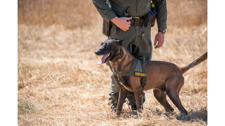 Belgian Malinois training in field with k9 unit of police force