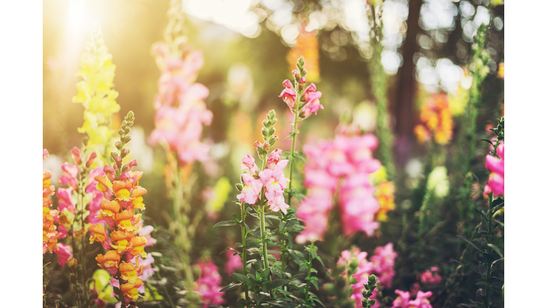 Colourful snapdragon flowers