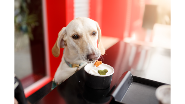 Dog eating treats at pet friendly restaurant