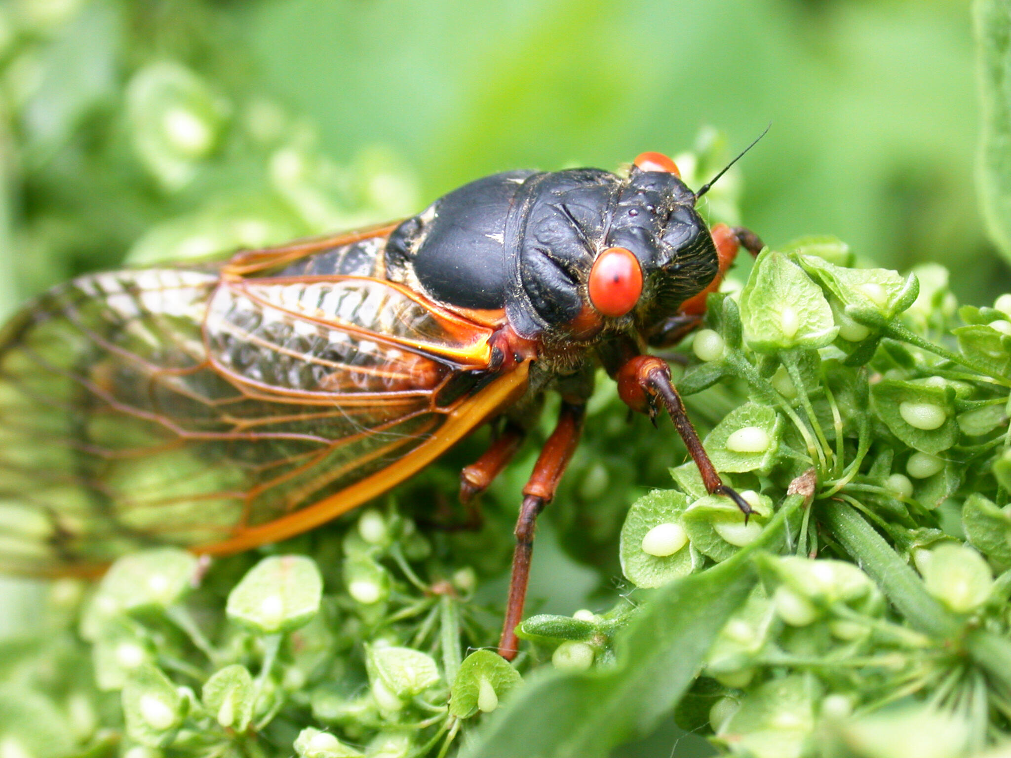 Millions Of Cicadas Are Coming To Indiana In Late April, Early May iHeart