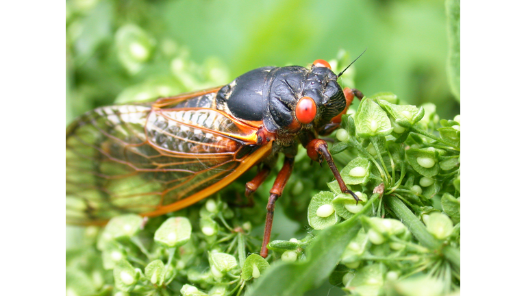 Cicada