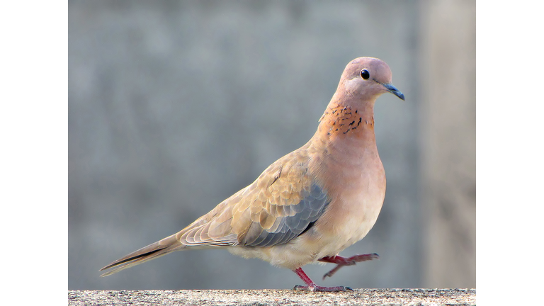 Close up image of a brown Indian pigeon with one leg in air. Also known as Columba livia domestica.