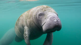 Governor DeSantis Announces Big Funding For Manatees