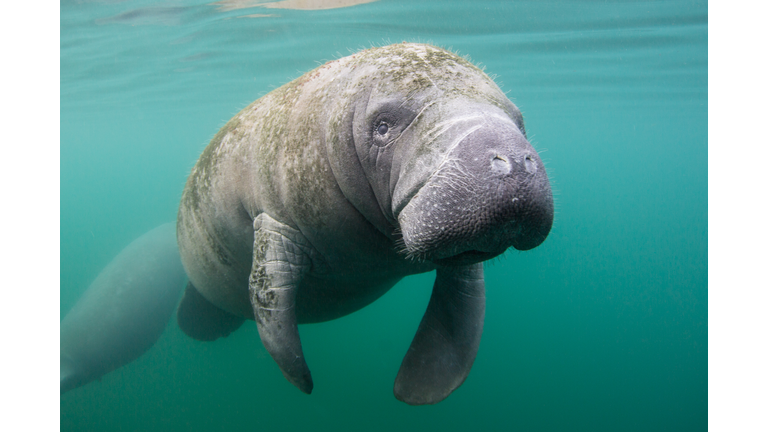 Manatee in Crystal River