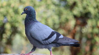 Russia Has "Spy Pigeons" With Brain Implants