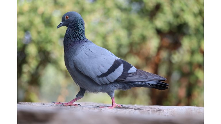 waking photography of Pigeon , Pigeon legs