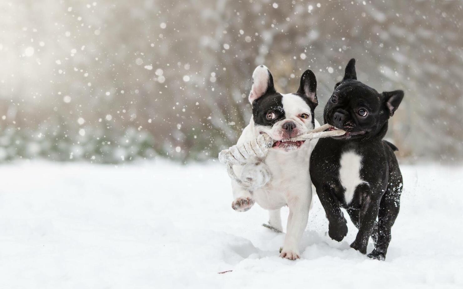 Two Dogs Playing In The Snow