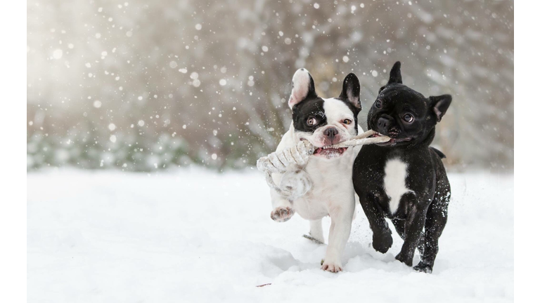 Two Dogs Playing In The Snow