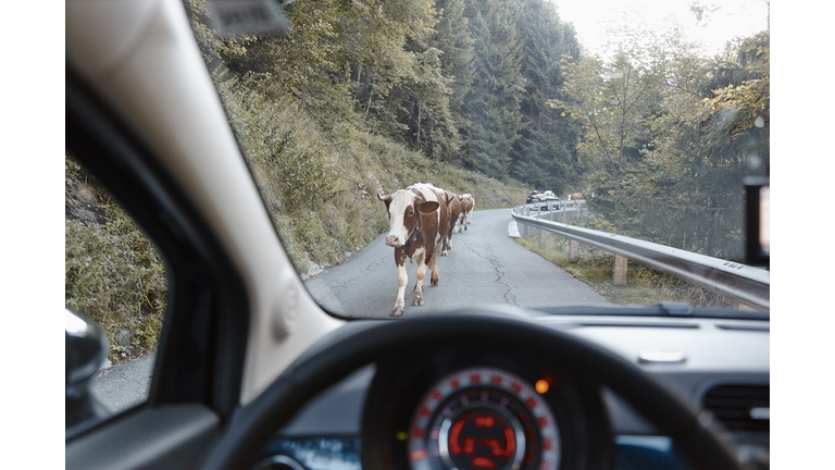 Cows on mountain road