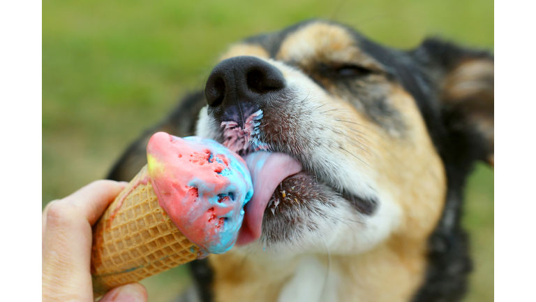 Happy Dog Licking Ice Cream Cone