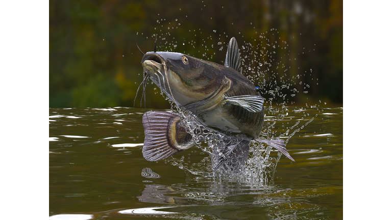 Big catfish in river jumping out of water 3d render