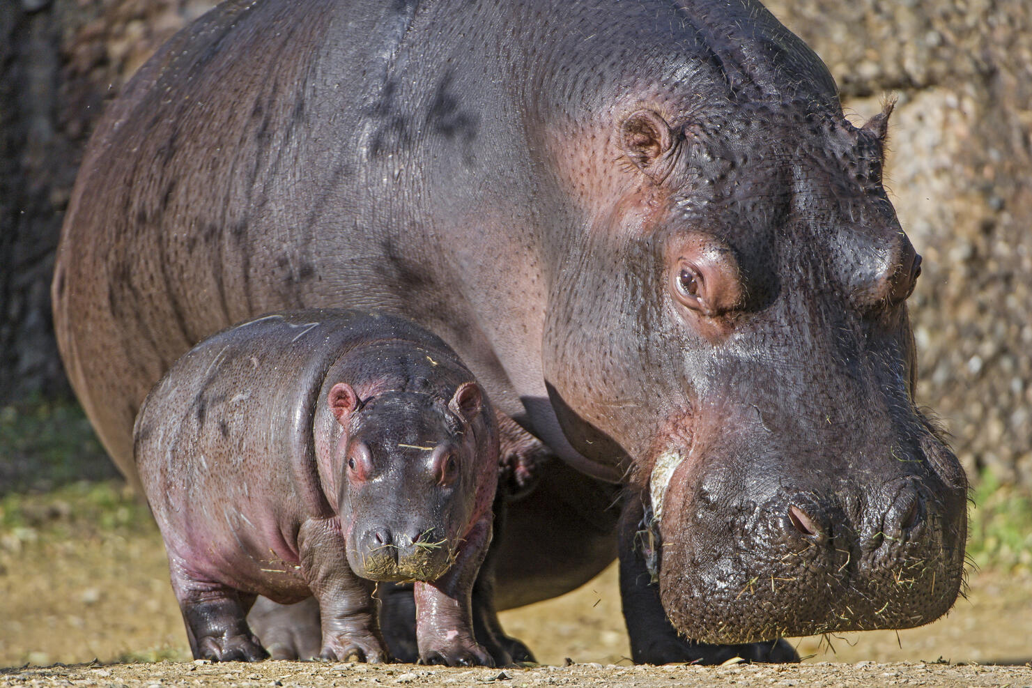 Hippopotamus mother and calf