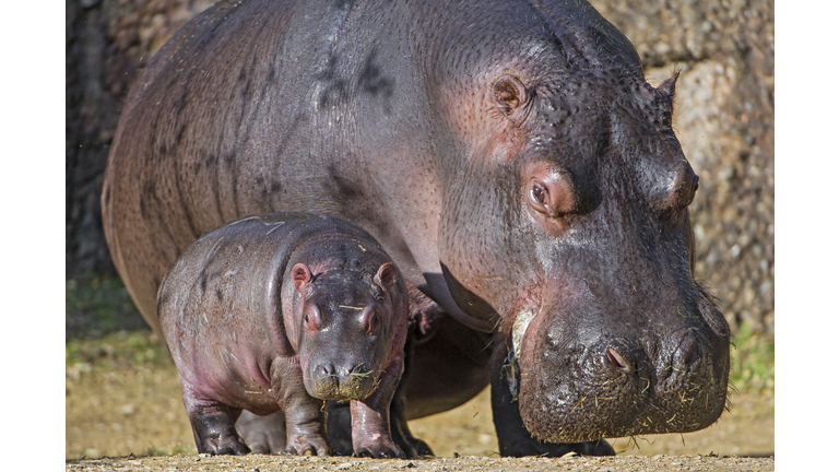 Hippopotamus mother and calf