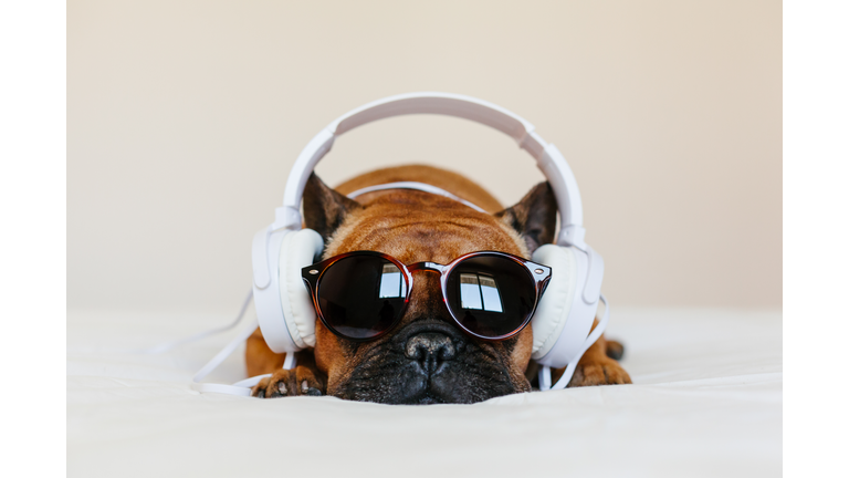 cute brown french bulldog sitting on the bed at home and looking at the camera. Funny dog listening to music on white headset. Pets indoors and lifestyle. Technology and music