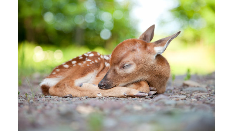 Newborn White-Tailed Deer Fawn Sleeping in Woods Clearing