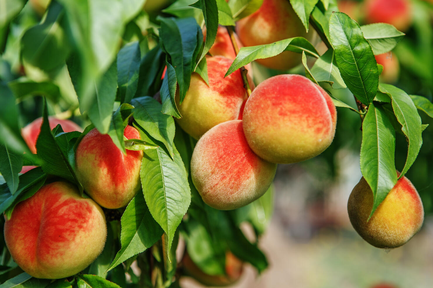 Have You Been To The Best Peach Farm In Georgia? | iHeart