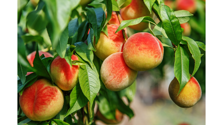 Ripe sweet peach fruits growing on a peach tree branch