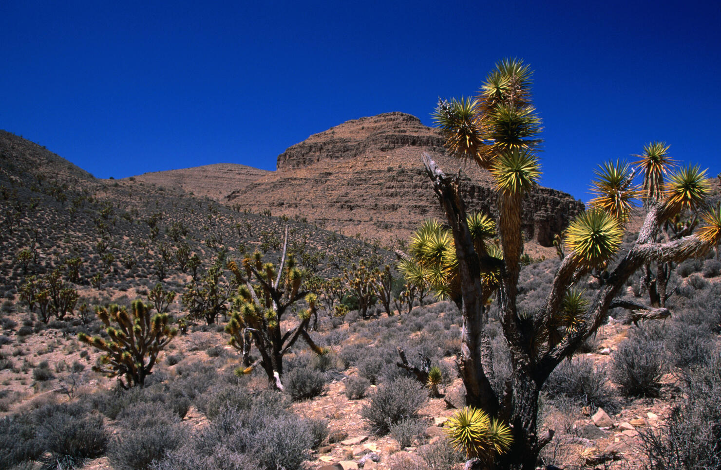 Joshua Tree forest, Grand Wash Cliffs, Area of Critical Concern, Hualapai Valley.