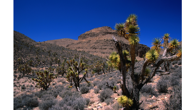 Joshua Tree forest, Grand Wash Cliffs, Area of Critical Concern, Hualapai Valley.