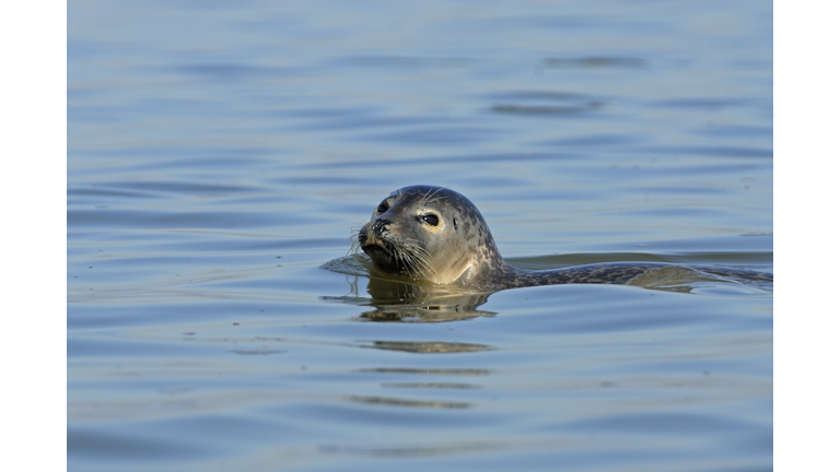 Harbour Seal (Phoca vitulina ssp. vitulina) in water, Baie de Somme, France