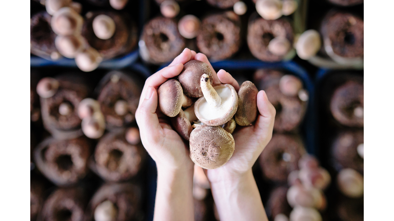 Mushrooms & Medical Breakthroughs