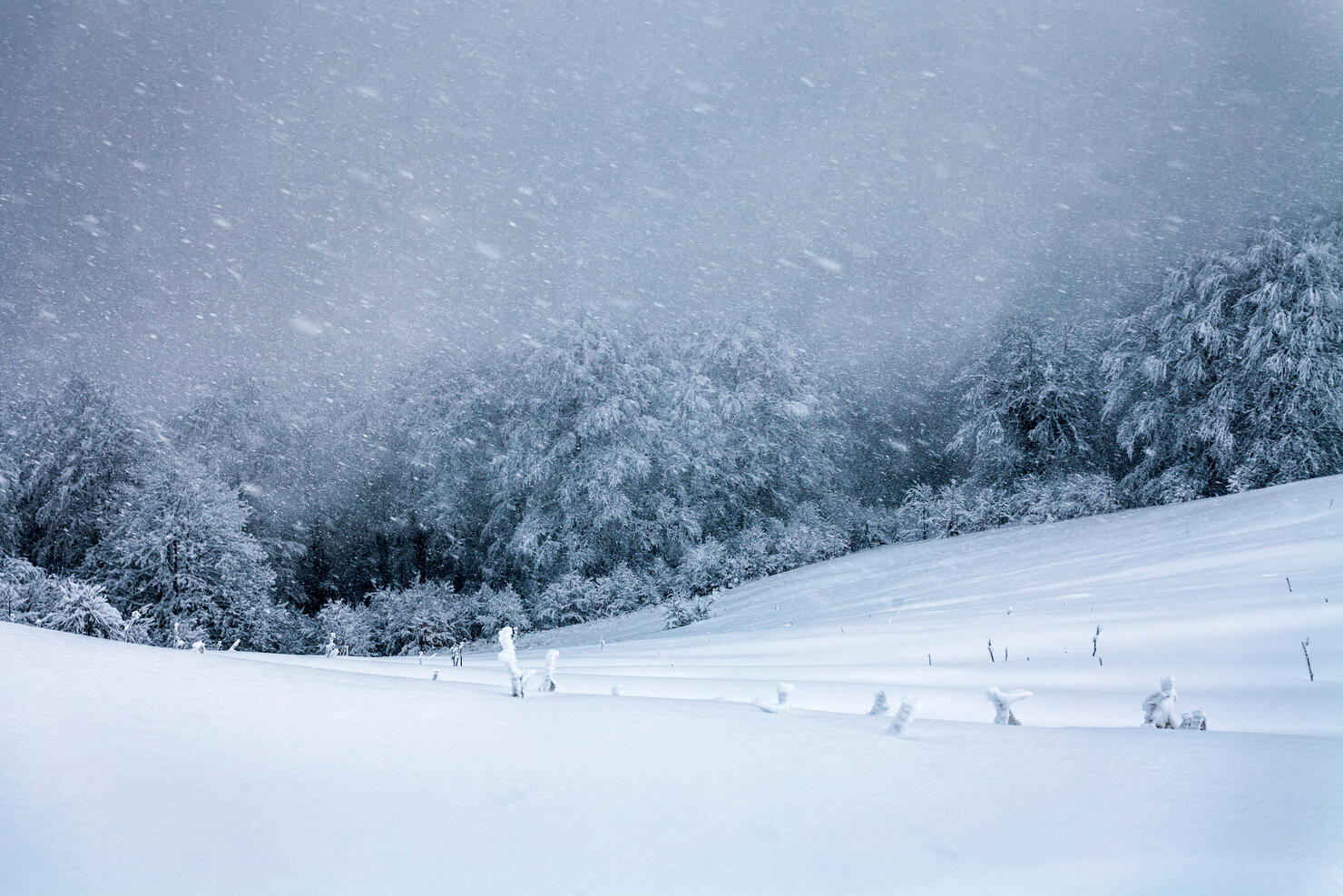 Snow blizzard in the mountain