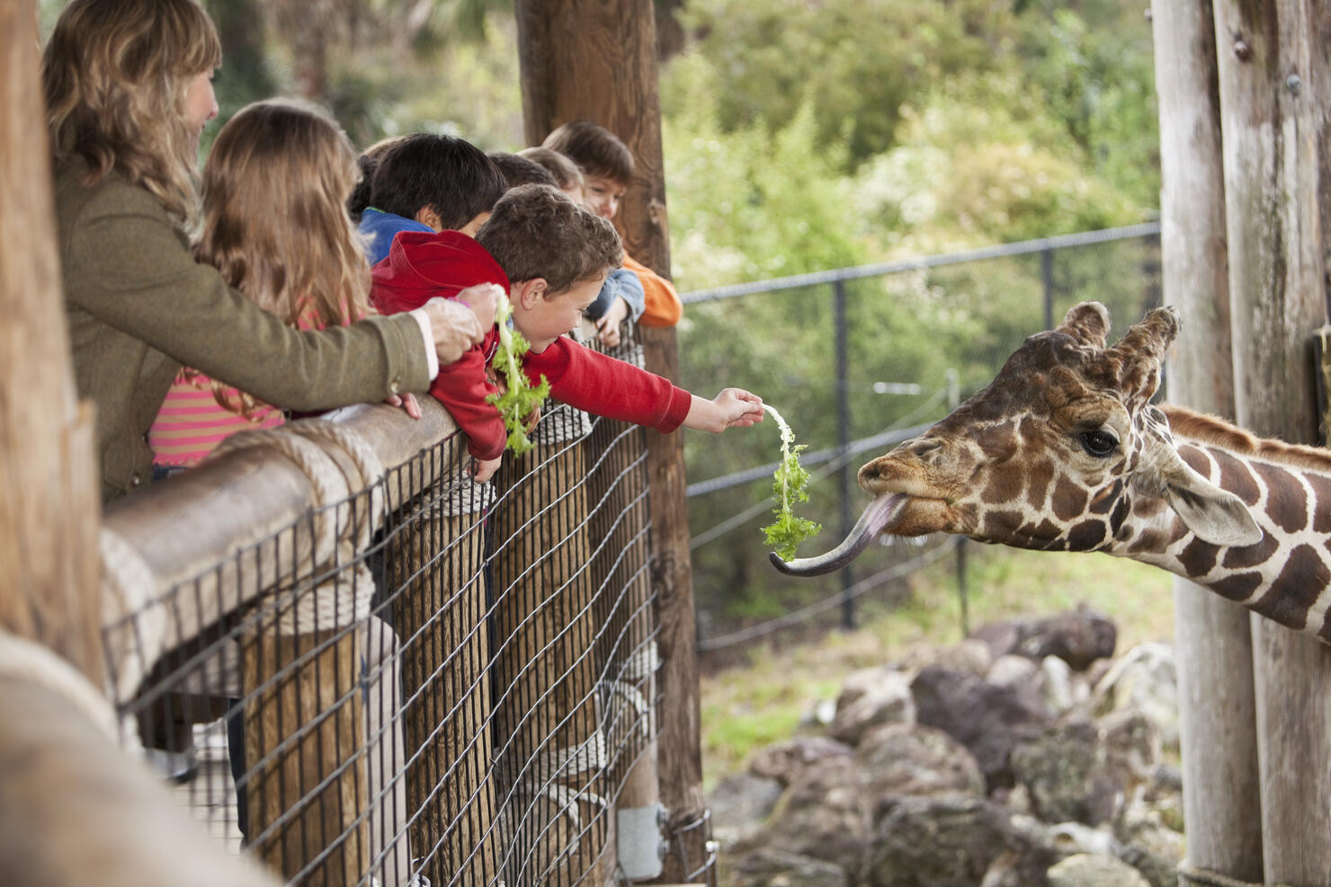 Children at zoo feeding giraffe