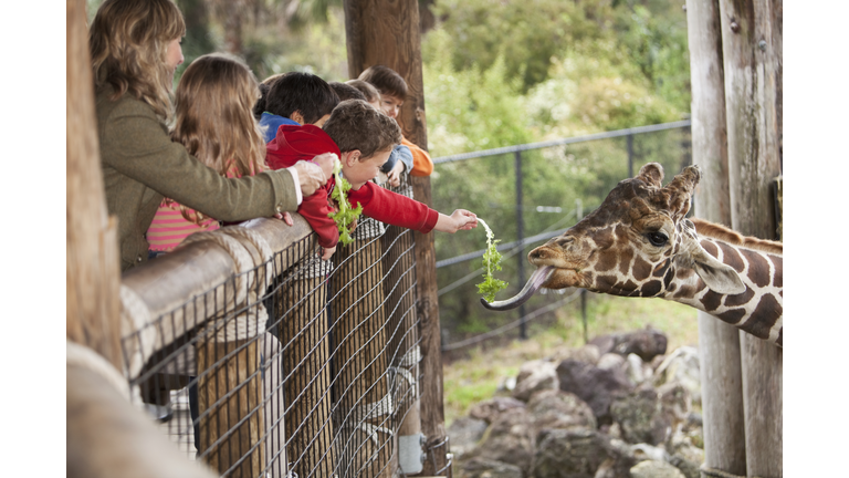 Children at zoo feeding giraffe